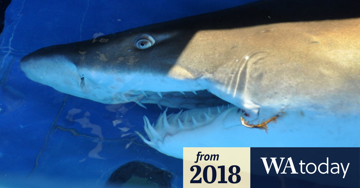 Grey nurse shark responsible for attack on WA teen bodyboarder